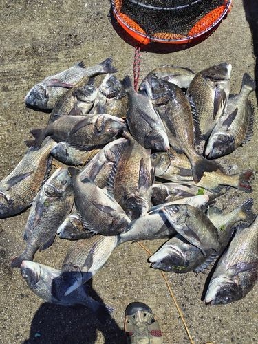 チヌの釣果