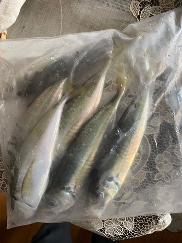 アジの釣果