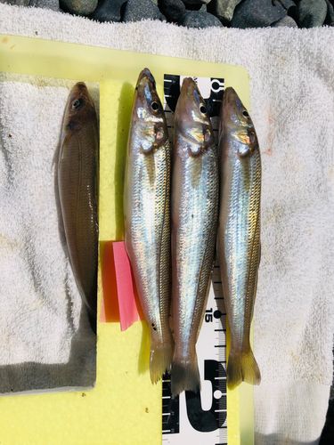 シロギスの釣果