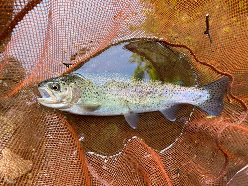 ニジマスの釣果