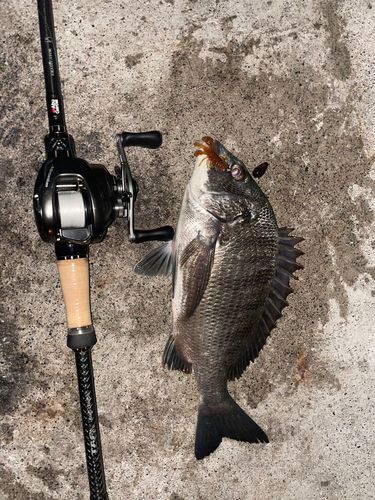 チヌの釣果