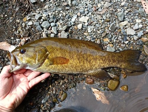 スモールマウスバス