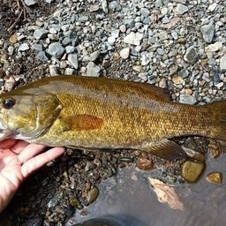 スモールマウスバス