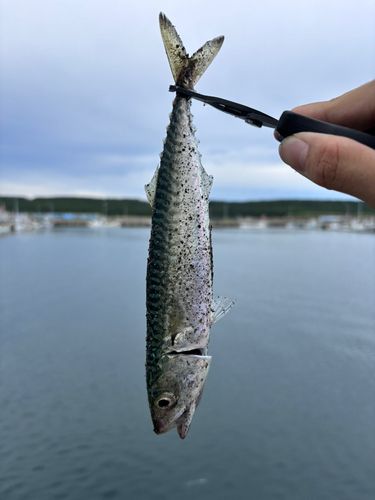 サバの釣果
