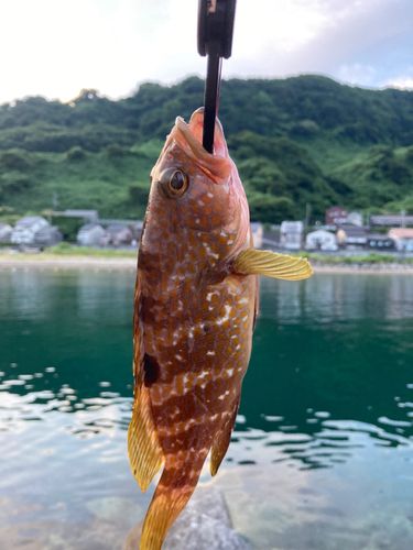 キジハタの釣果