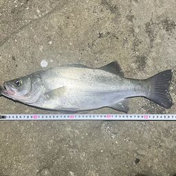 フッコ（ヒラスズキ）