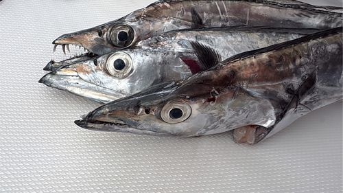 タチウオの釣果