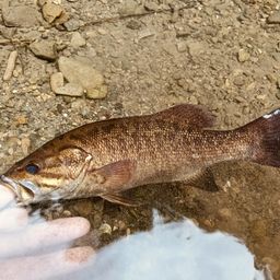 スモールマウスバス