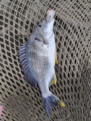 キビレの釣果