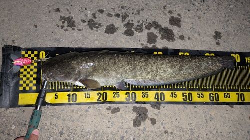 ナマズの釣果