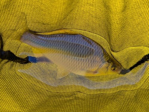 タナゴの釣果
