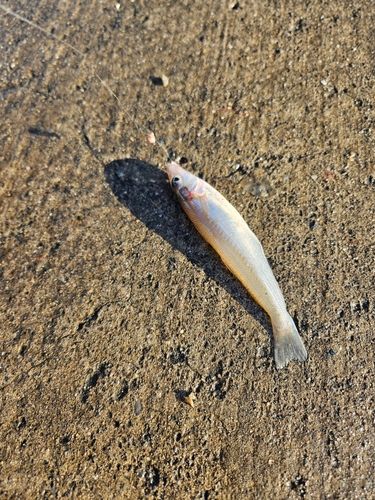 キスの釣果