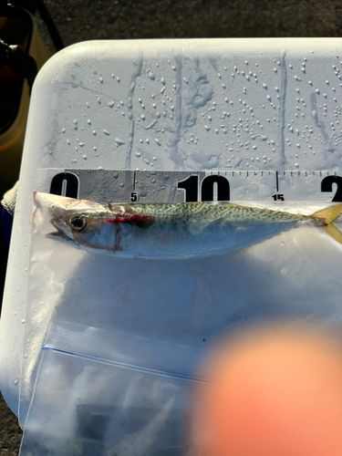 サバの釣果