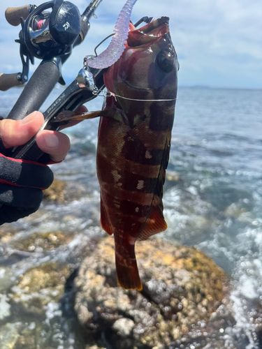 アカハタの釣果