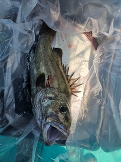 イシナギの釣果