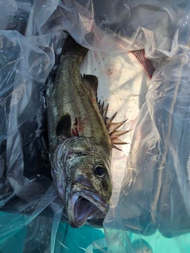 イシナギの釣果