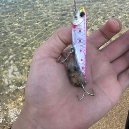 アオリイカ
