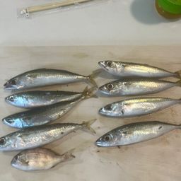 サバ