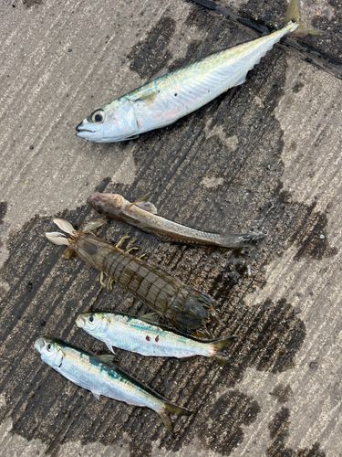 サバの釣果