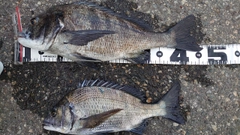 クロダイの釣果