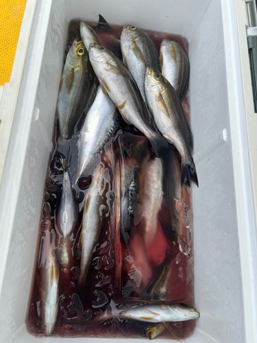 イサキの釣果