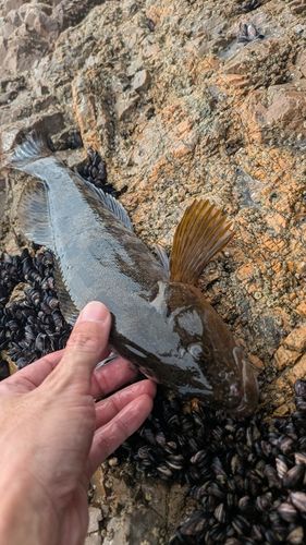 アイナメの釣果