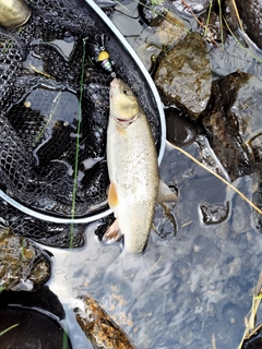 ウグイの釣果