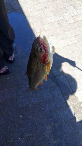 ニジマスの釣果