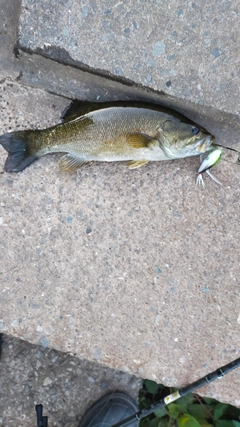 スモールマウスバスの釣果