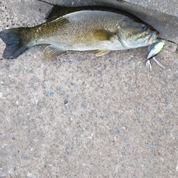 スモールマウスバス