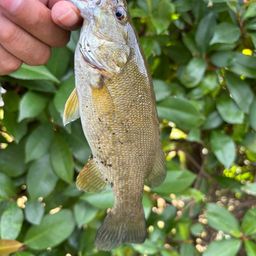 スモールマウスバス