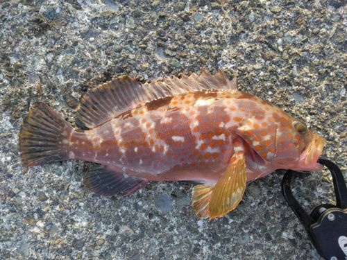 キジハタの釣果