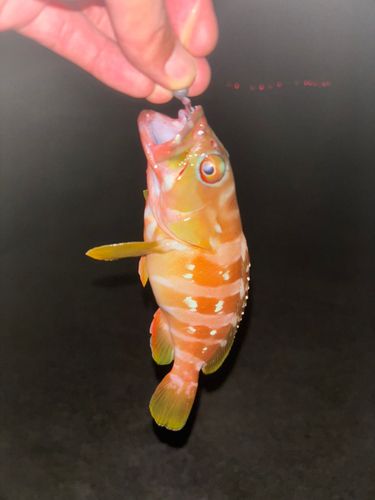 アカハタの釣果