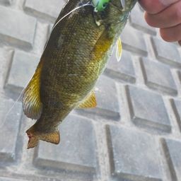 スモールマウスバス