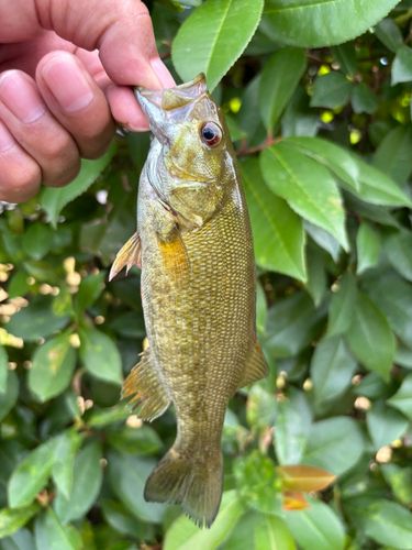 スモールマウスバスの釣果