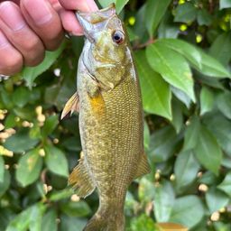 スモールマウスバス