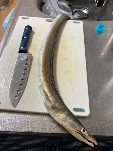 ハモの釣果