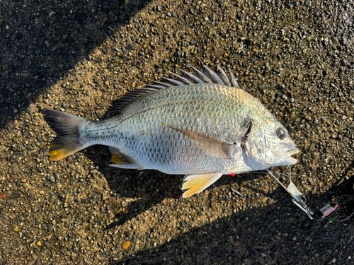 キビレの釣果