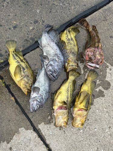 シマゾイの釣果