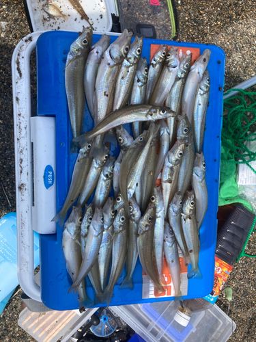 キスの釣果