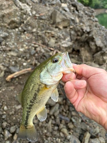 ブラックバスの釣果