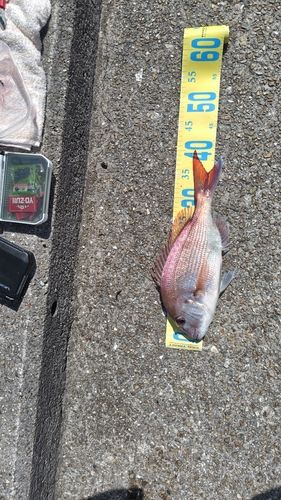 マダイの釣果