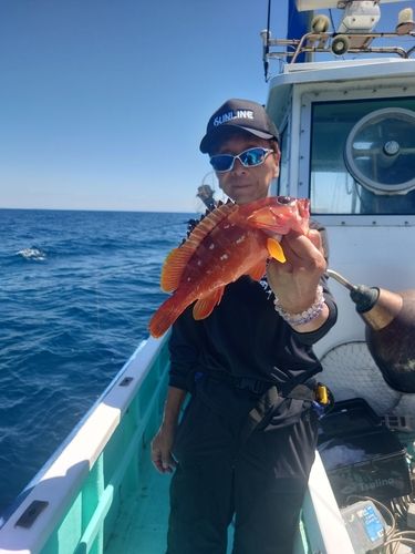 アカハタの釣果