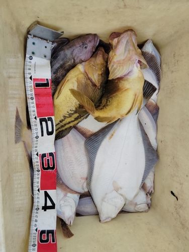 マガレイの釣果