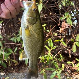 スモールマウスバス