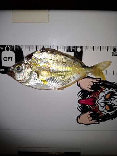 エノハの釣果