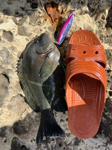 オキナメジナの釣果