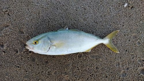 ショッコの釣果