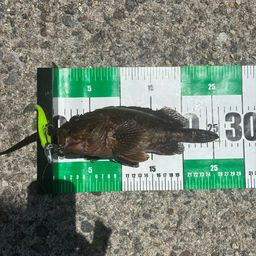 カサゴ
