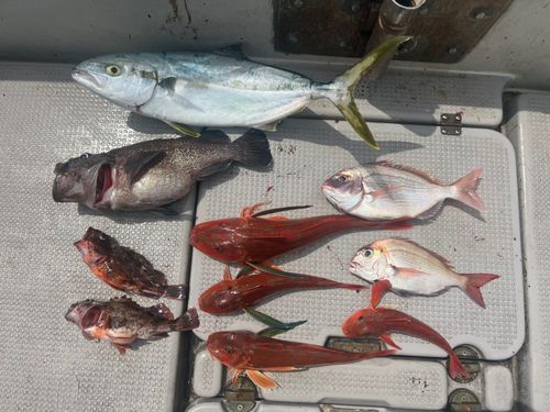 ヒラマサの釣果